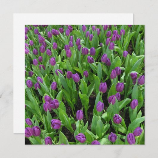 Briefkaart (Voorkant / Achterkant)