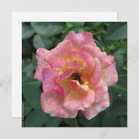 Briefkaart (Voorkant / Achterkant)