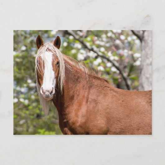 Briefkaart (Voorkant)