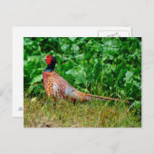 Briefkaart (Voorkant / Achterkant)