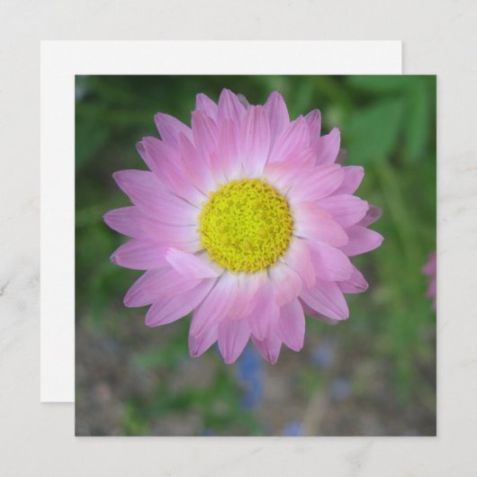 Briefkaart (Voorkant / Achterkant)