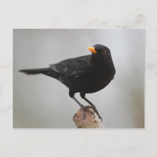 Briefkaart