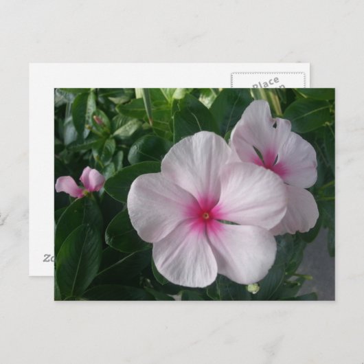 Briefkaart (Voorkant / Achterkant)