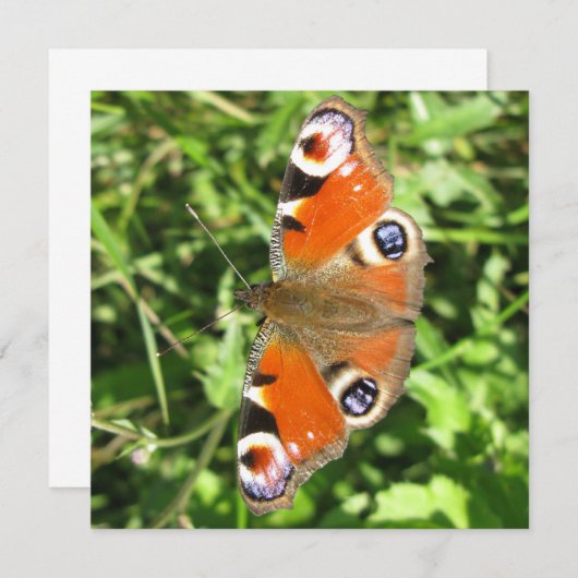 Briefkaart (Voorkant / Achterkant)