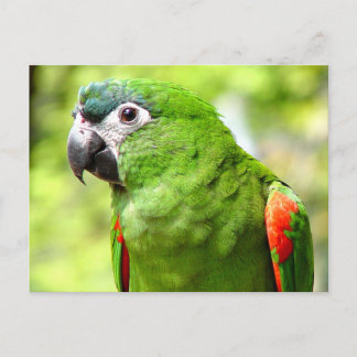 Briefkaart 2 van de Groene Groenen