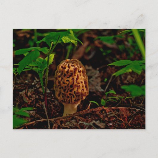 BRIEFKAART ~ A Posing Morel Along Lake Pend Oreill (Voorkant)