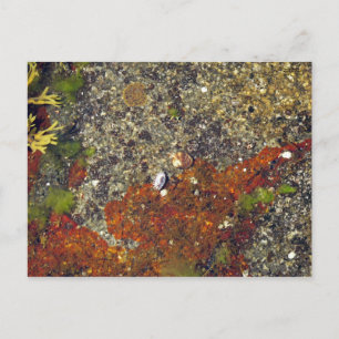 briefkaart "Acadian Tide Pool"