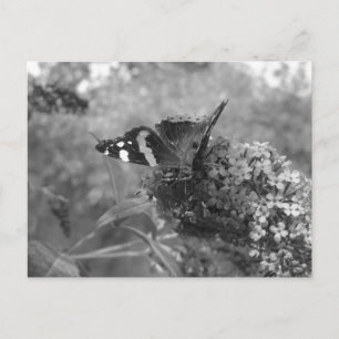 Briefkaart - admiraal Butterfly in zwart-wit