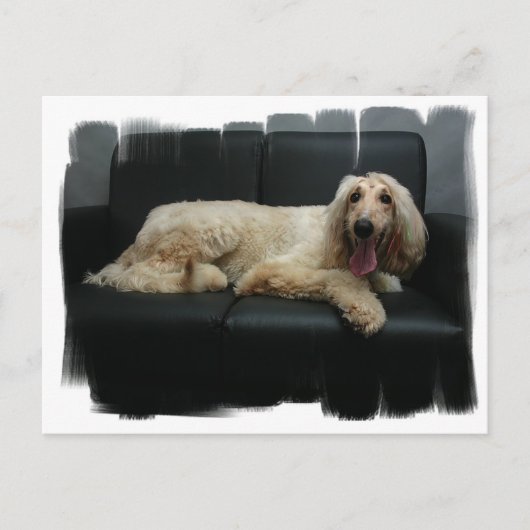Briefkaart Afghaanse hond (Voorkant)