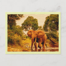  Briefkaart Afrikaanse olifant