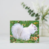 Briefkaart - Albino Squirrel (Staand voorkant)