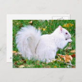 Briefkaart - Albino Squirrel (Voorkant / Achterkant)