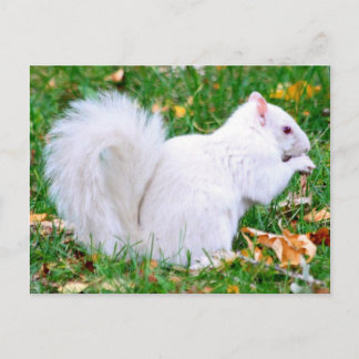 Briefkaart - Albino Squirrel