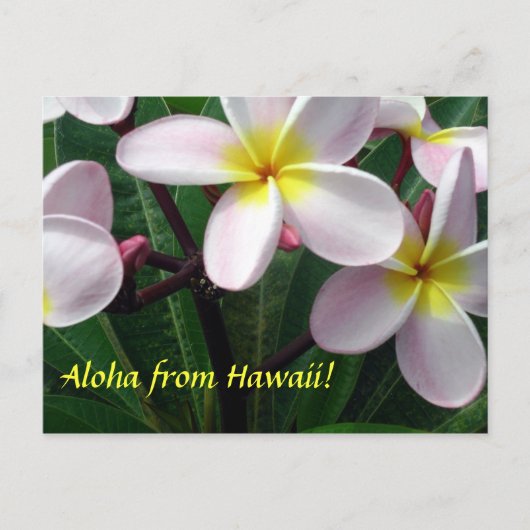 briefkaart "Aloha uit Hawaï" (Voorkant)