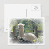 Briefkaart Alpaca Lace (Voorkant / Achterkant)