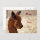 Briefkaart Alpaca Prayer (Voorkant / Achterkant)