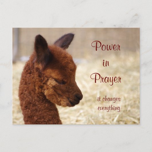 Briefkaart Alpaca Prayer (Voorkant)