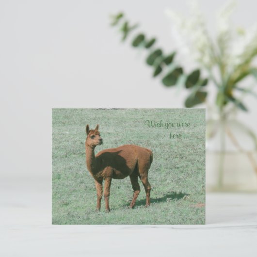 Briefkaart - Alpaca - Wens dat je hier was (Staand voorkant)