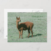 Briefkaart - Alpaca - Wens dat je hier was (Voorkant / Achterkant)