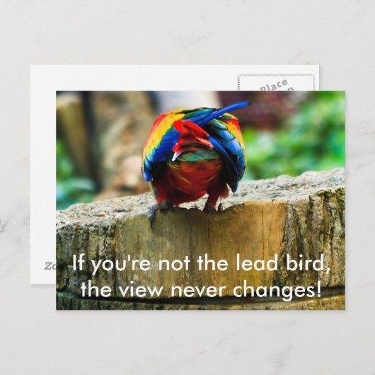 Briefkaart, als je niet de loden vogel bent, briefkaart (Voorkant / Achterkant)