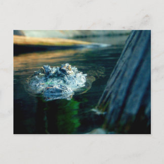 BRIEFKAART Amerikaans KrokodilleNoord-Carolina