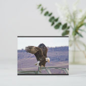 Briefkaart Amerikaanse Bald Eagle (Staand voorkant)
