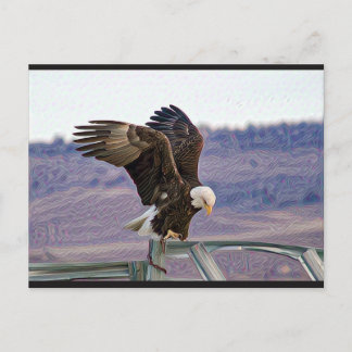 Briefkaart Amerikaanse Bald Eagle