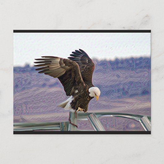 Briefkaart Amerikaanse Bald Eagle (Voorkant)