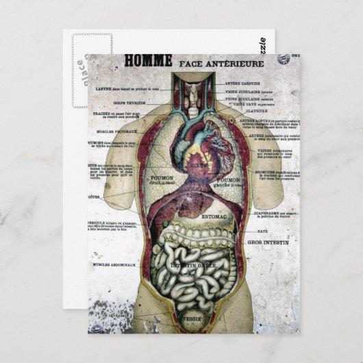  Briefkaart Anatomie (Voorkant / Achterkant)