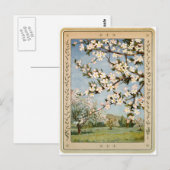 Briefkaart - Apple Blossom (Voorkant / Achterkant)