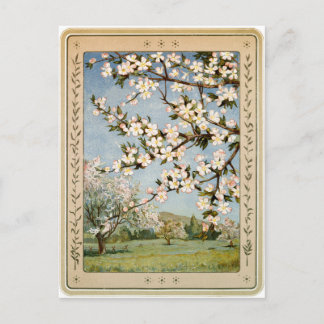 Briefkaart - Apple Blossom