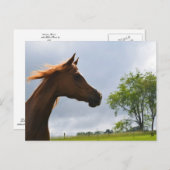 briefkaart "Arabian Breeze" (Voorkant / Achterkant)