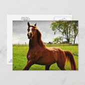 briefkaart "Arabian Dreamweaver" (Voorkant / Achterkant)