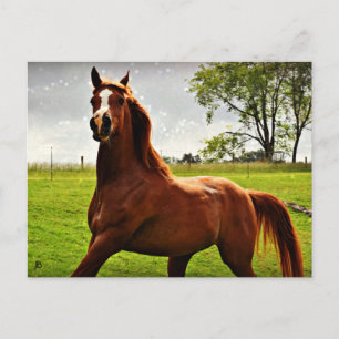 briefkaart "Arabian Dreamweaver"