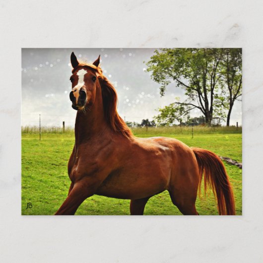 briefkaart "Arabian Dreamweaver" (Voorkant)