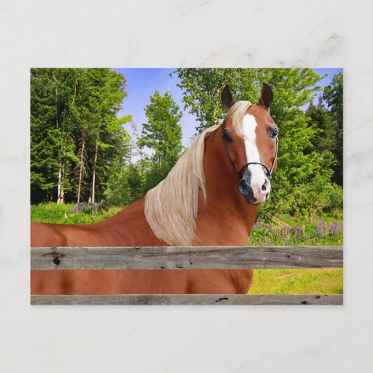 briefkaart "Arbella" (Voorkant)