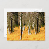 briefkaart aspen (Voorkant / Achterkant)