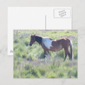 Briefkaart: Assateague Island Briefkaart (Voorkant / Achterkant)