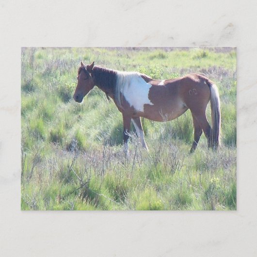 Briefkaart: Assateague Island Briefkaart (Voorkant)