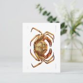 briefkaart "ATLANTIC DEEP ZEE CRAB" (Staand voorkant)