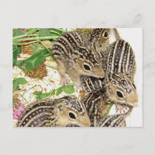 Briefkaart - baby 13-lijnse grondeekhoorns, Illino (Voorkant)