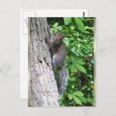 briefkaart "Baby eekhoorn" (Voorkant / Achterkant)