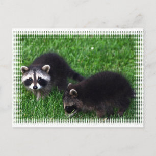 Briefkaart baby Raccoons