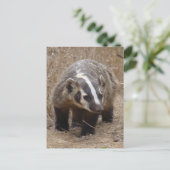 Briefkaart Badger Approach (Staand voorkant)