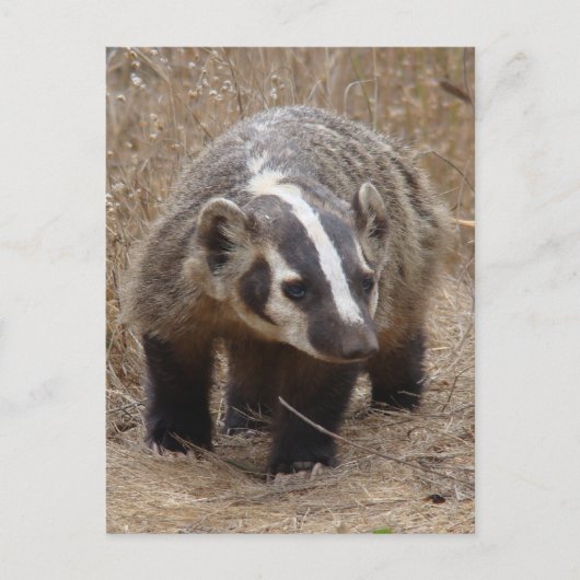 Briefkaart Badger Approach (Voorkant)