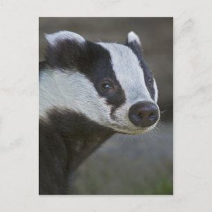 Briefkaart Badger Portrait
