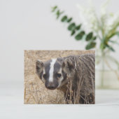 Briefkaart Badger Staredown (Staand voorkant)