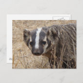 Briefkaart Badger Staredown (Voorkant / Achterkant)