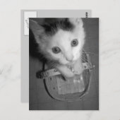 briefkaart bambam kat (Voorkant / Achterkant)