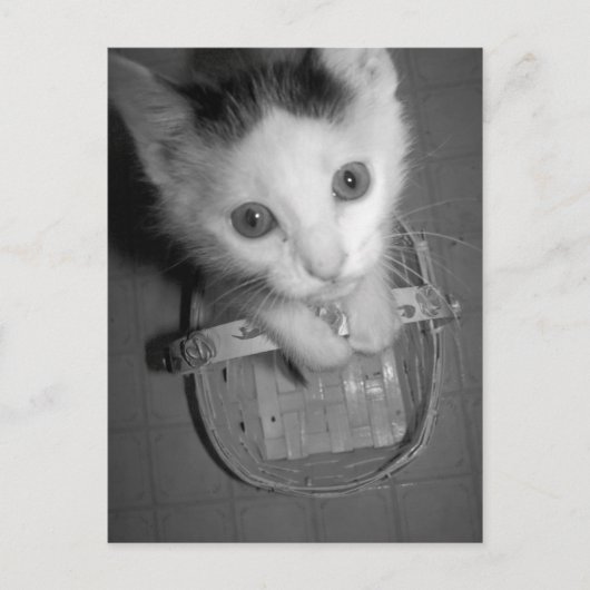 briefkaart bambam kat (Voorkant)